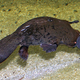 Some third kind of riverdog? (Image via
Wikimedia user Stefan
Kraft)